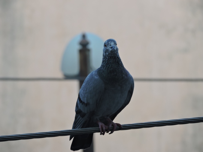 Pigeon.JPG